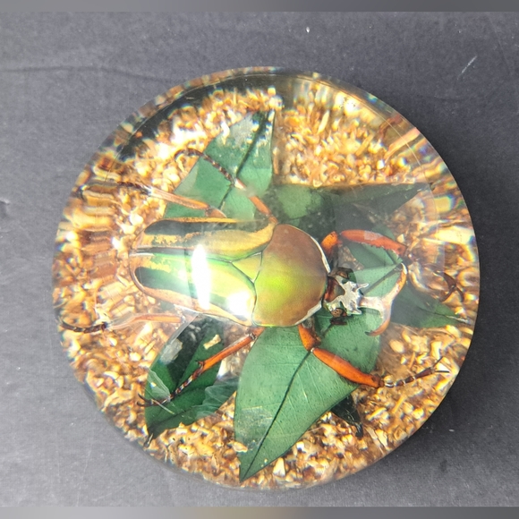 Vintage Lucite Paperweight Containing A Large Beatle - Picture 6 of 7